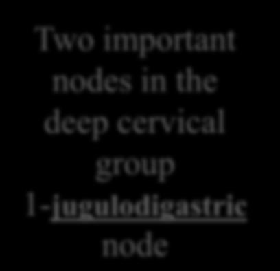 deep cervical nodes,