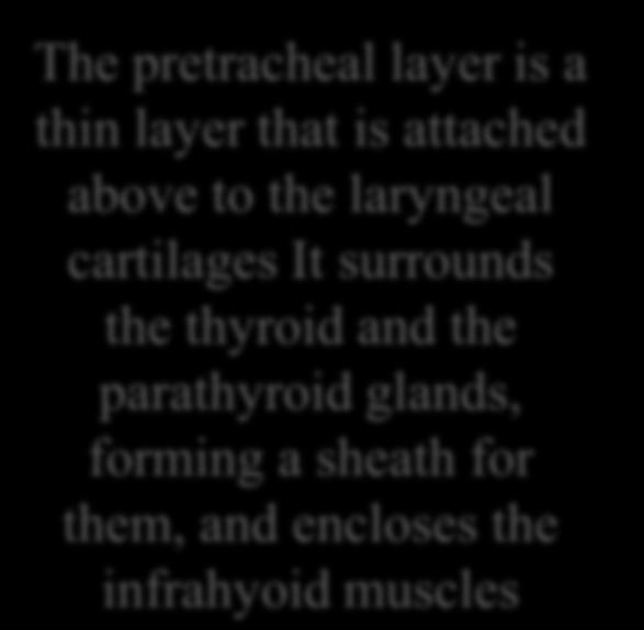 above to the laryngeal cartilages It surrounds the thyroid and the