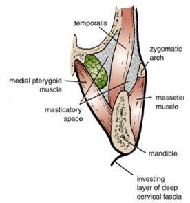 B- Masticatory space The masticatory space lies on either side of the mandibular ramus and is formed by cervical fascia, which ascends