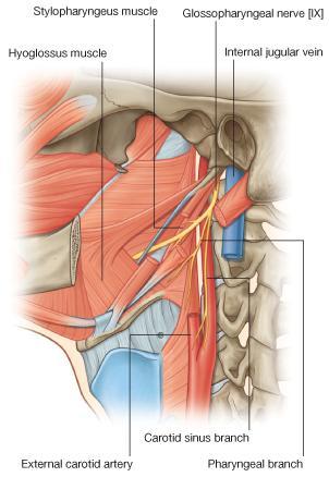 neck under cover of the anterior border of the sternocleidomastoid muscle At