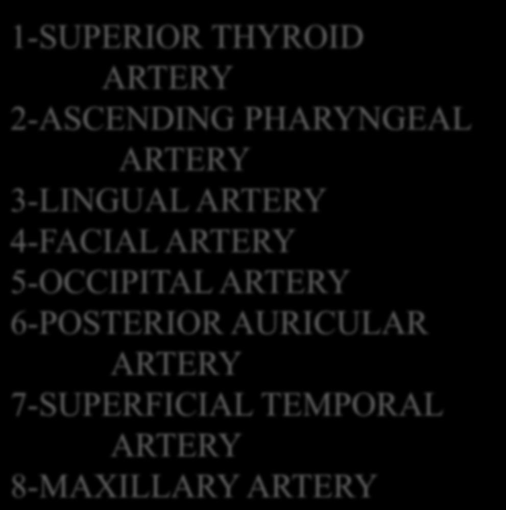 Branches of the External Carotid Artery 1-SUPERIOR THYROID ARTERY