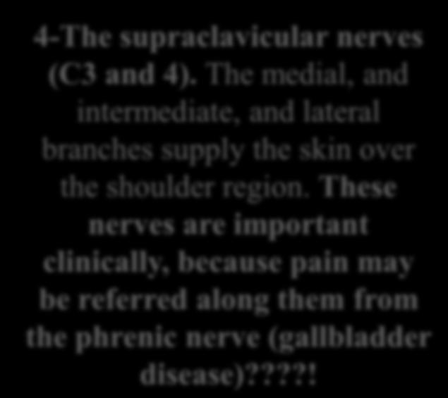 Branches A-Cutaneous branches The first cervical nerve has no cutaneous branch.