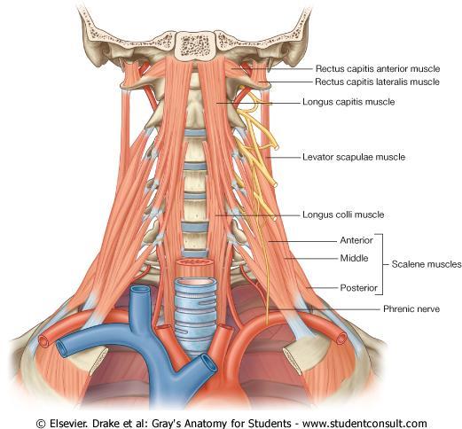 B-Muscular branches 1-Prevertebral muscles