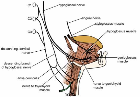 6-A branch from C1 joins the hypoglossal nerve.