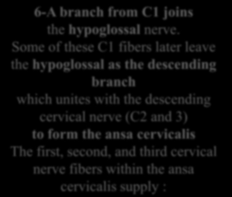 branch which unites with the descending cervical nerve (C2 and 3) to form