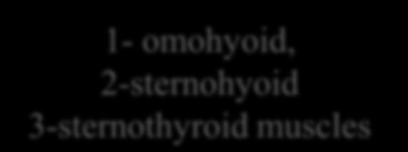 within the ansa cervicalis supply : 1- omohyoid, 2-sternohyoid