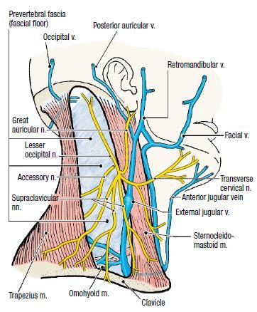 posterior division of the retromandibular vein It descends obliquely across the