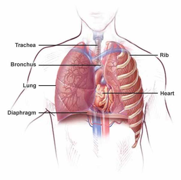 Basic mechanisms disturbing lung function and gas exchange Blagoi Marinov, MD,