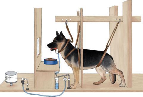 An apparatus for Pavlovian conditioning. A tube carries saliva from the dog s mouth to a lever that activates a recording device (far left).