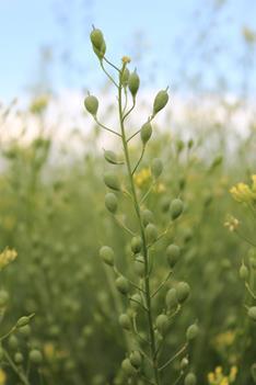 Agronomic comparison between camelina and canola Characteristic Canola Camelina Maturity 90-130 days 85-100 days Drought resistance + +++ Pest resistance + +++ Yield