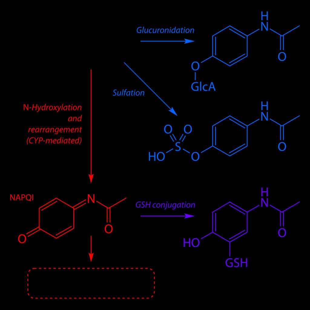 Biotransformation of paracetamol Lethal dose