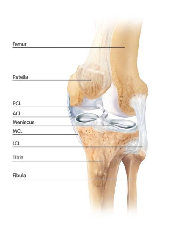 1. INTRODUCTION Anterior Cruciate Ligament Reconstruction Patient information and Rehabilitation Guidelines This section provides a summary of information relating to injury to the Anterior Cruciate