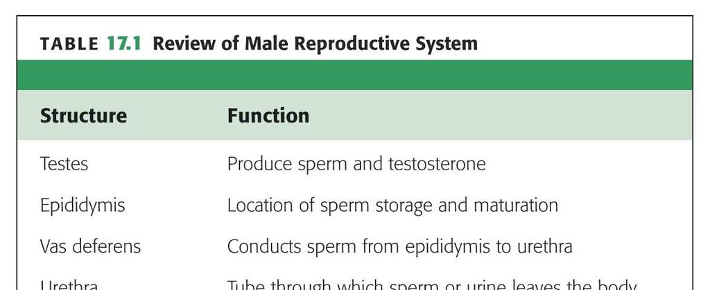 Outline Terminology Human Reproduction Biol 105 Lecture Packet 21 Chapter 17 I. Male Reproduction A. Reproductive organs B. Sperm development II. Female Reproduction A. Reproductive organs B. Egg development C.
