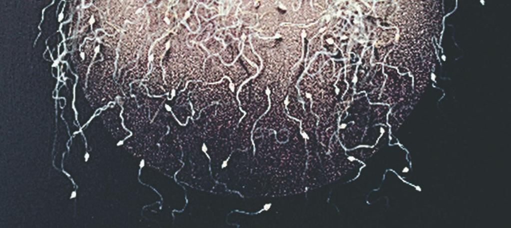 Fertilization and Pregnancy Fertilization - occurs when the sperm enters the oocyte.