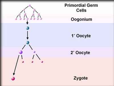 Primordial Germ Cells Oogonia