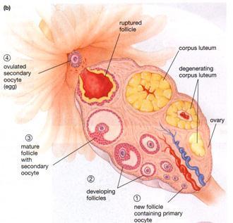 Surrounding each oocyte is a layer of smaller cells which secrete female hormones and nourish the developing oocyte.