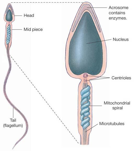 Spermatozoa Structure and Functions in Review Head Acrosome: Nucleus: Midpiece