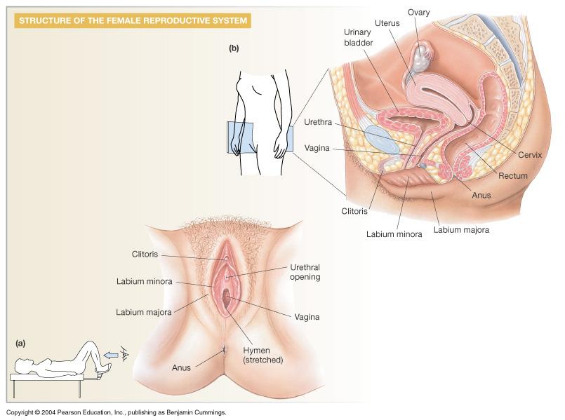 Female Reproductive Anatomy and Physiology: