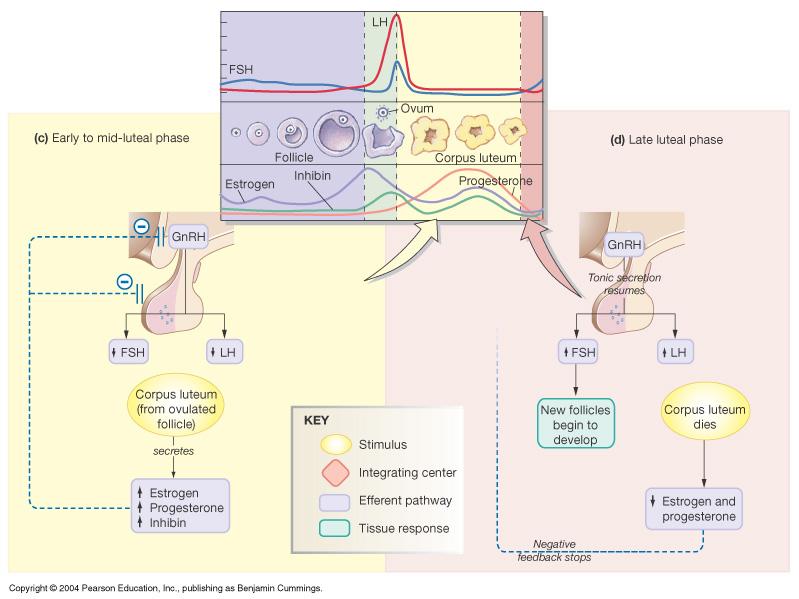Endocrine Control of Menstrual Cycle: Luteal phase and Late