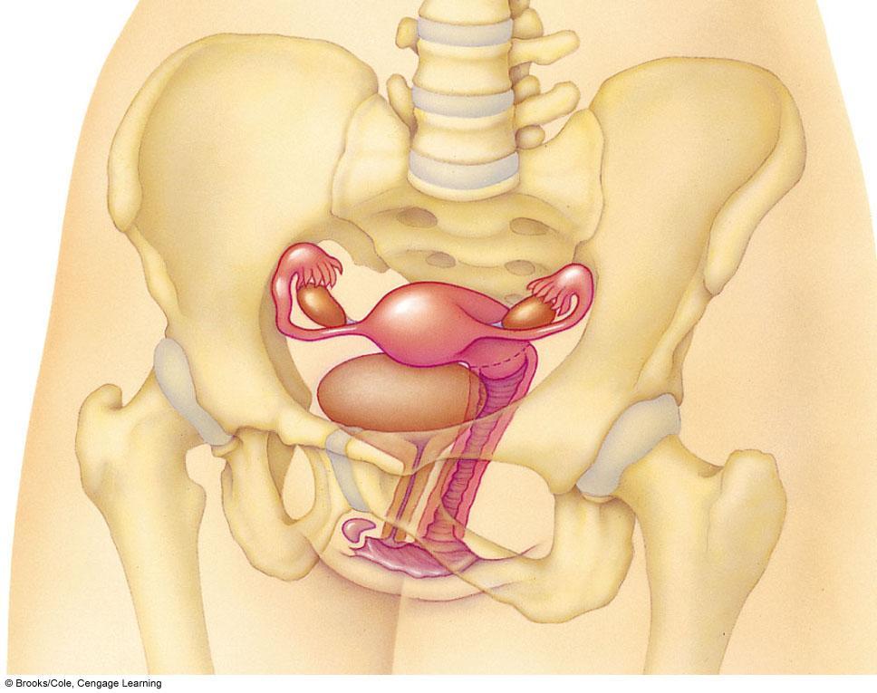 pelvic girdle urinary bladder