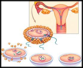 sperm around Fertilization normally occurs within a day