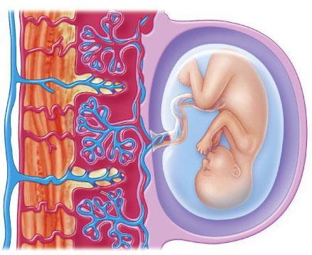 Placenta development Gasses, wastes, nutrients diffuse bw capillaries of