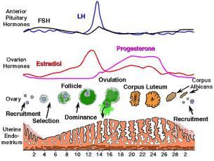 cyclical basis Ovarian cycle Follicular phase - first half of cycle when follicles mature and