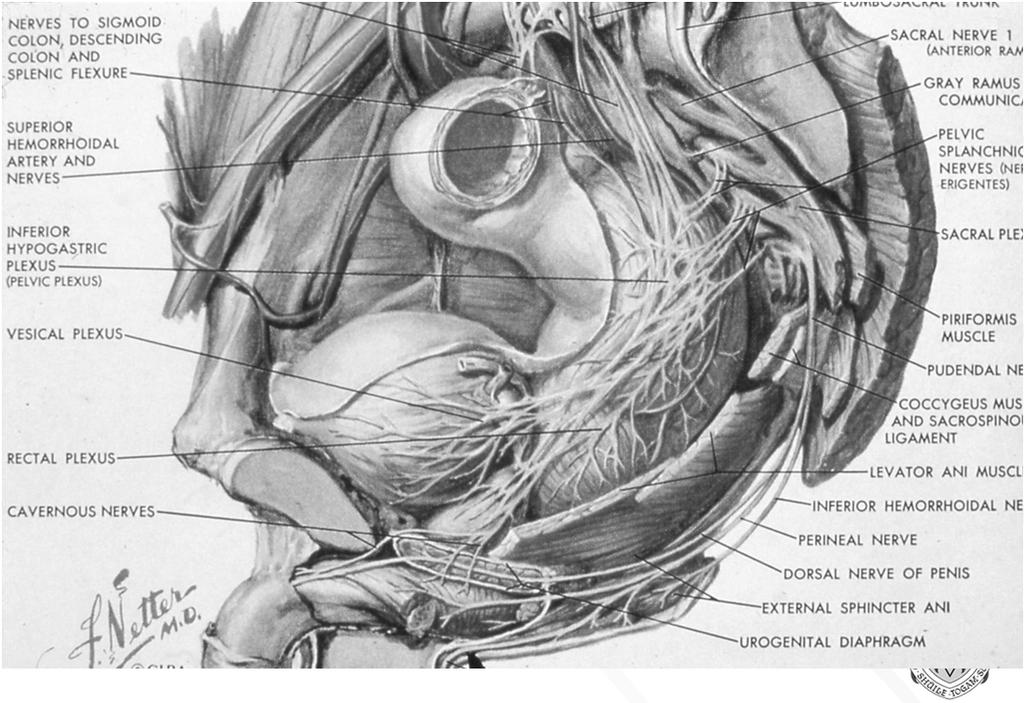 Outline Surgical Anatomy review Location where is the tumour?