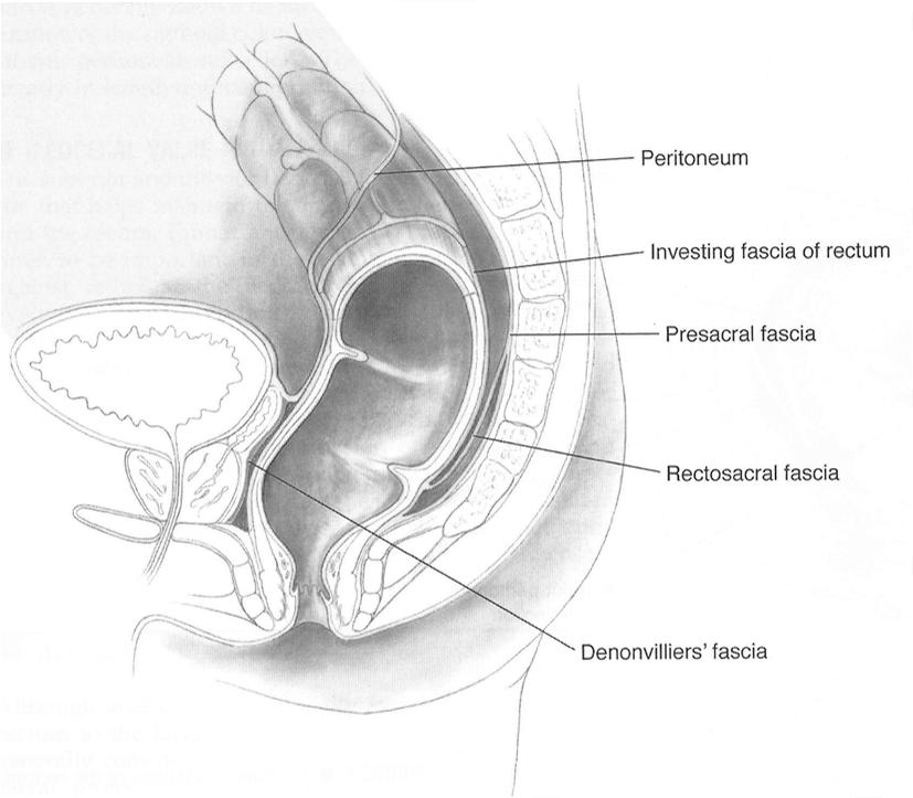 Anterior vs posterior and Intraperitoneal vs extraperitoneal Anatomy summary Mesorectum ends just above the levator hiatus.