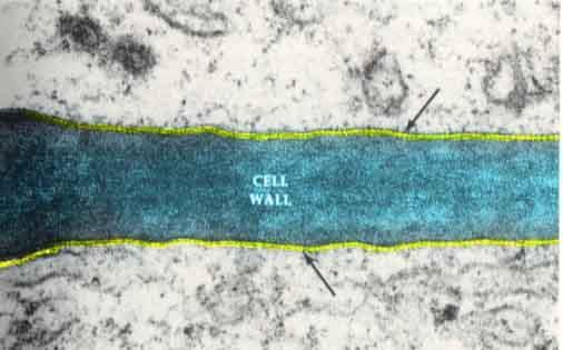 The cell membrane is made of a phospholipid bilayer with proteins embedded in it. Different proteins have different functions.