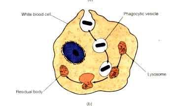 If the vesicle from the golgi apparatus contains an enzyme used for digestion, it called a lysosome.