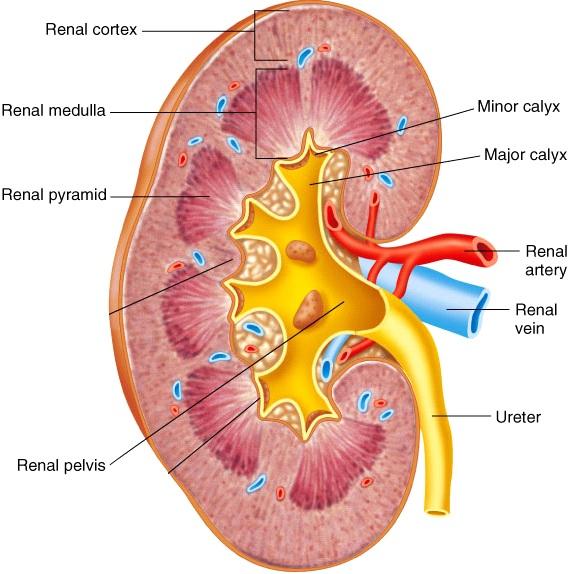 P215 Spring 2018: Renal Physiology Chapter 18: pp. 504-520, 525-527 Chapter 19: pp.