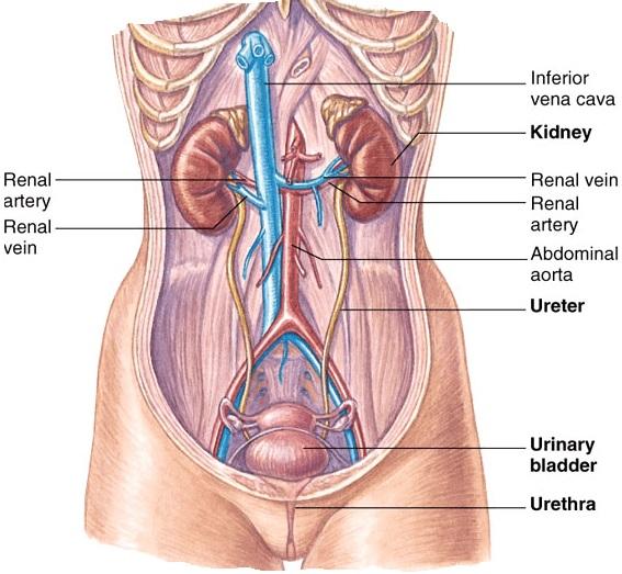 urinary bladder 4. urethra 4 Major Functions 1. 2. 3. 4. II.