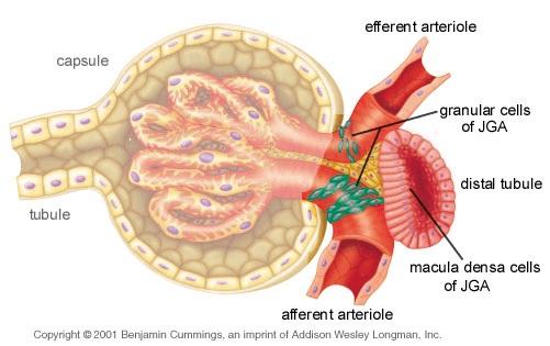 Anatomy: juxtaglomerular apparatus (JGA) macula densa
