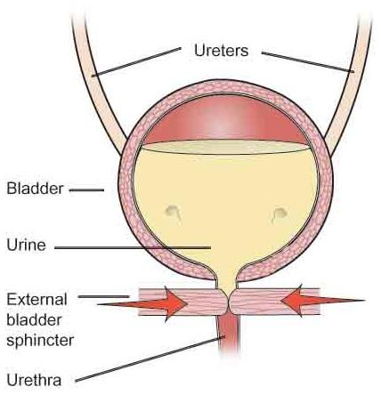 VIII. Urine Transport and Release 1. ureters a. conduct urine from kidneys to bladder b. utilize peristaltic contractions 2. bladder a. storage of urine b.