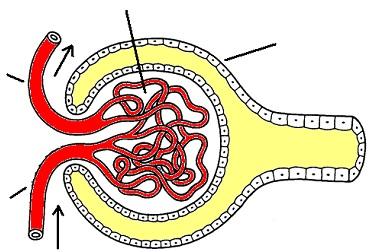 III. Nephron Anatomy The nephron is the basic functional unit of the kidney.