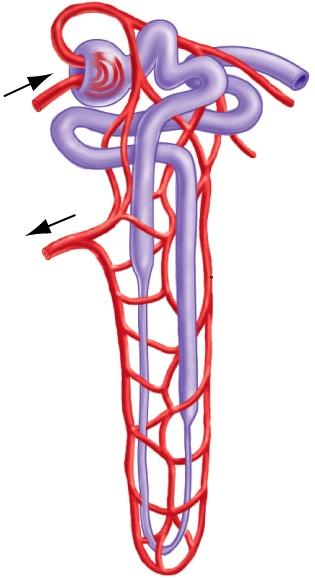 III. Nephron Anatomy (cont.) Major Structures: (cont.) F.