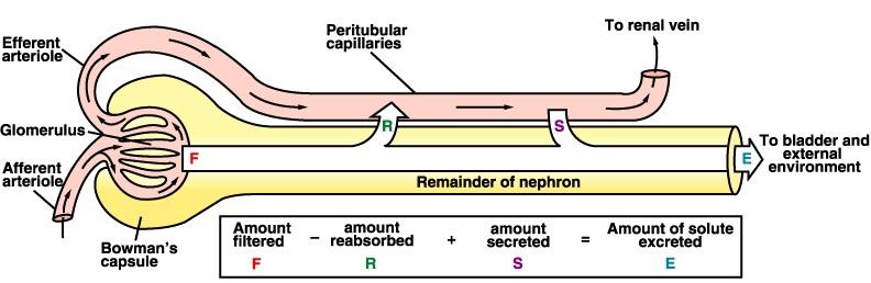 IV. Nephron Function (cont.) B. Reabsorption = mechanism: result: C.
