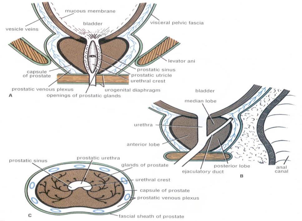 Accessory Sex Glands 2. Prostate Gland Definition The Largest male accessory gland. It is fibromuscular glandular tissue. It is a walnut ( الجمل (عين size gland.
