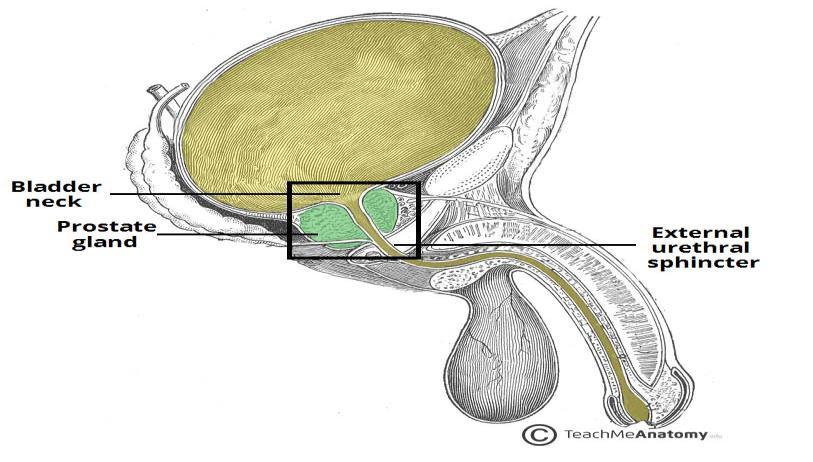 Apex (Inferior), rests on the Urogenital diaphragm. Sagittal section Four Surfaces: Anterior, posterior and 2 lateral (Right & Left) surfaces.