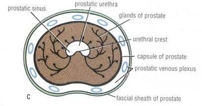 surrounded from outside (externally) by a fibrous prostatic sheath.