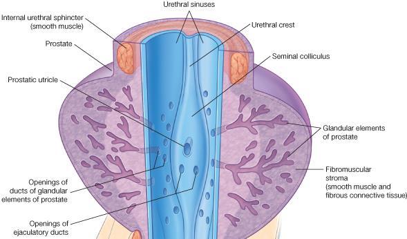 The prostatic gland opens into the prostatic sinus.