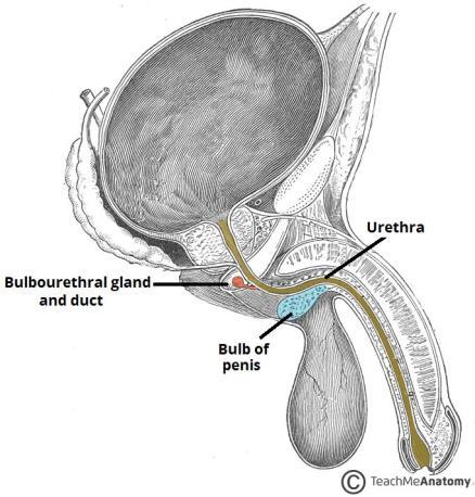 The ejaculatory ducts open on the sides of the utricle.
