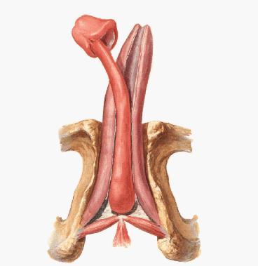 Penis A Copulatory (involved in sexual