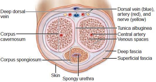 Excretory: o Penile urethra transmits urine &