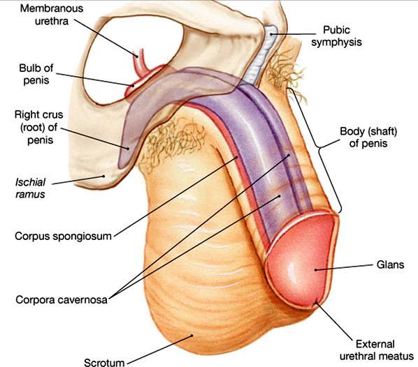 Corpora spongiosum The single inferior mass (Secondary erectile tissue) It is traversed by the penile urethra.