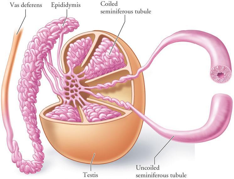 Internal structure o Fibrous septae extend from the capsule, dividing the testis into (200-300) lobules (average 250). o Each lobule contains, (1-3) seminiferous tubules.