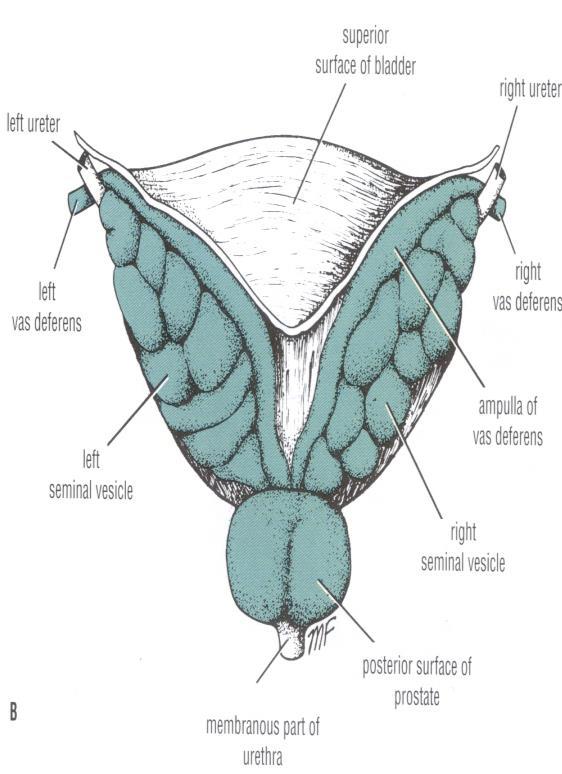 Vas Deferens Shape It is a muscular tube 45 cm long. Function Carries sperms from the epididymis to the pelvis.