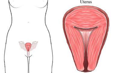 Structures of the female reproductive 3 layers of the Uterus- Perimetrium outer layer Myometrium-thick muscular, middle