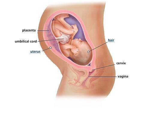 Functions of the female reproductive Uterus-